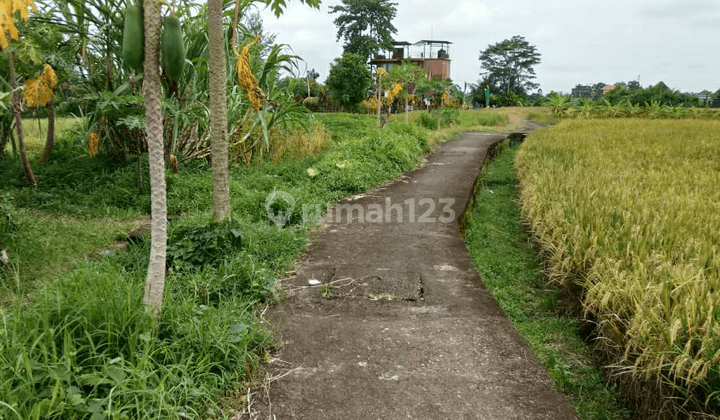 The land view of the rice paddies of the mountain valley is super beautiful 1