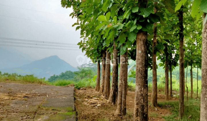 Tanah SHM Bonus Kebun Rambutan Dan Pohon Jati Harga Terjangkau Lokasi Strategis Pinggir Jalan Raya Propinsi 1