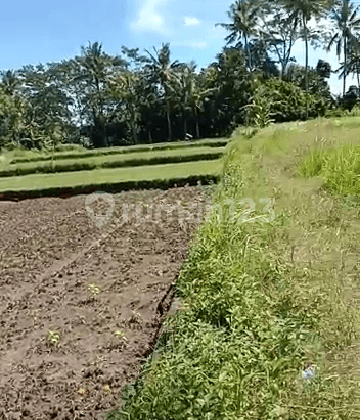 Plot land ready to build in LODTUNDUH Ubud 2