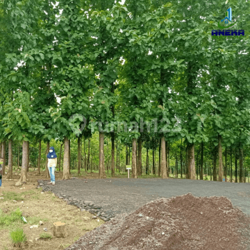 TANAH 500 M² 231 JT PINGGIR JALAN PROPINSI BONUS POHON JATI & RAMBUTAN FREE SHM 2