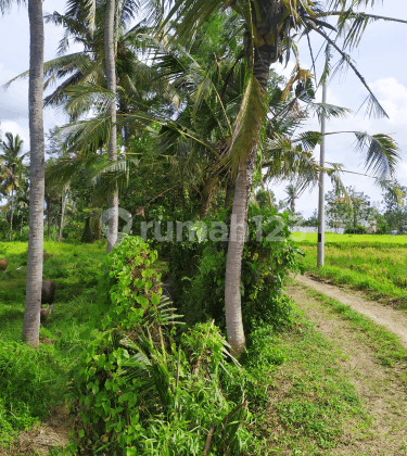 Cheap land in the Ubud villa area with good views 2