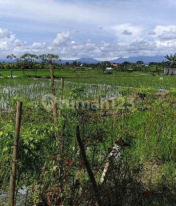 Tanah Di Pinggir Jalan Besar Batuan Sukawati Cocok Villa 2