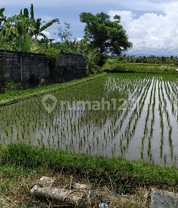 Tanah Di Pinggir Jalan Besar Batuan Sukawati Cocok Villa 1