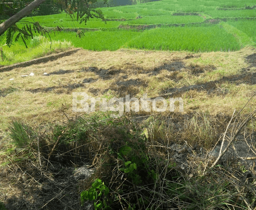 LAND WITH VIEW OF RICE FIELDS AND MEGENING BEACH IN CEMAGI SUITABLE FOR A VILLA 1