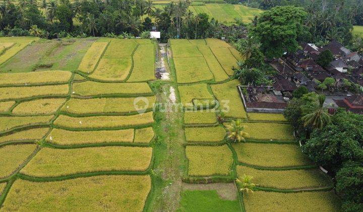 Di Jual Tanah Murah di Tegallalang View Sungai, Sawah, Dan Hutan 1