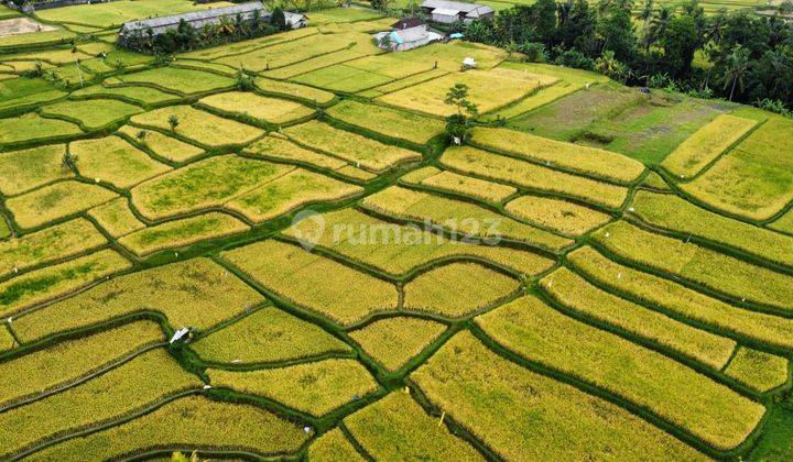 For Sale Cheap Land in Tegallalang View River, Rice Fields, and Forest 2