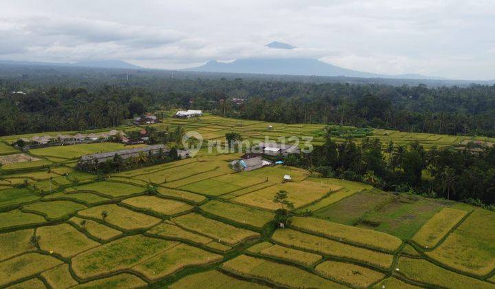 Di Jual Tanah Murah di Tegallalang View Sungai, Sawah, Dan Hutan 2