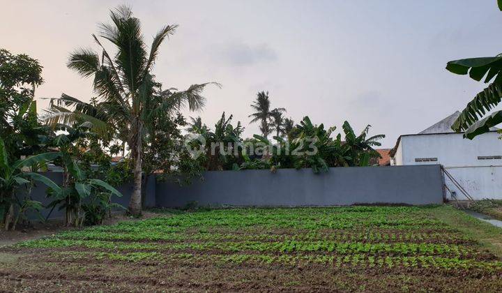 Tanah Luas 255 di Kampung Belimbing Dadap Kosambi Tangerang 1