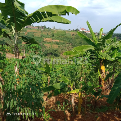 Jual Tanah Kebun Muraah Cocok Untuk Di Biklin Perumahan,filla Sebelah Utara Dago Resort Jl: Bukit Pakar Timur Bandung Utara 
