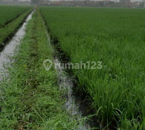 Tanah Sawah Bisa Dijadikan Lahan Komersil Tanah Sawah Bisa Dijadikan Lahan Komersil