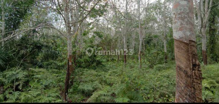 Tanah/Lahan Karet diLabuhan Batu,Rantau Parapat -T-0105 2