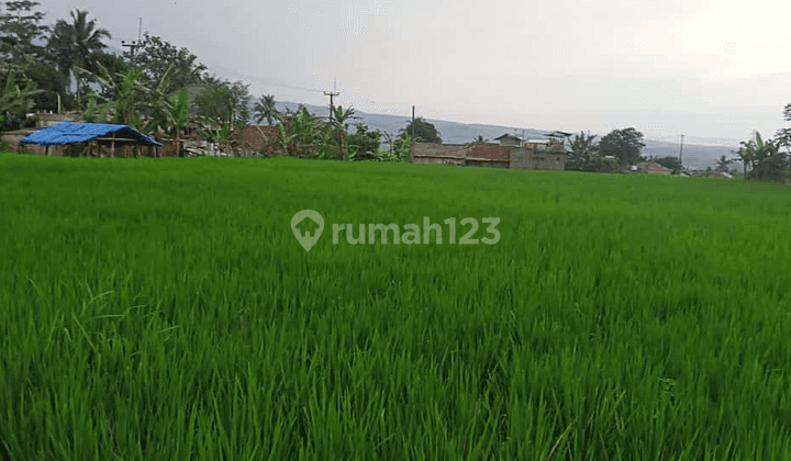 tanah sawah 2