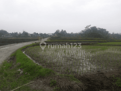 tanah sawah 1