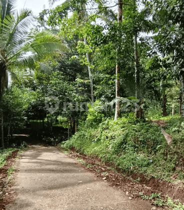 Tanah kebun durian dan manggis 100 meter dari jalan asphalt di Tabanan Bali 1