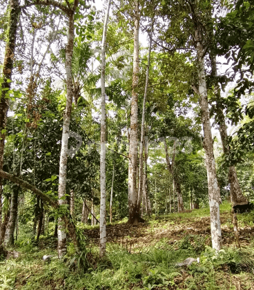 Tanah kebun durian dan manggis 100 meter dari jalan asphalt di Tabanan Bali 2