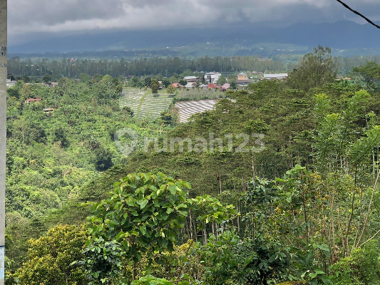 Tanah Kebun Produktif Cengkeh Kayu Jati di Kintamani, Bali Tanah Kebun Produktif Cengkeh Kayu Jati di Kintamani, Bali