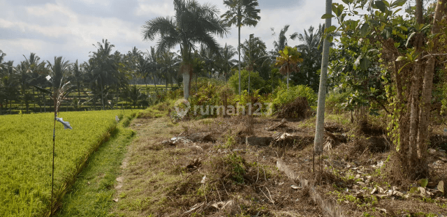 Tanah jalan utama Tirta Tawar Ubud Bali 2