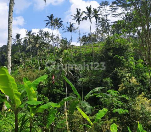 Only 250 million global Super Cheap Large Land, Cool View, There is a Clean River and Waterfall 2