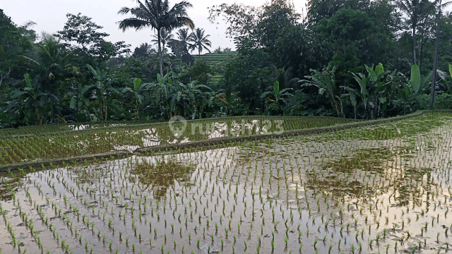 tanah sawah dijual 2