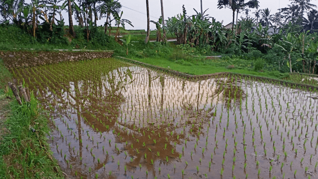 tanah sawah dijual 1