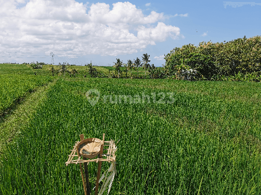 Dijual tanah sawah murah cocok untuk investasi 1