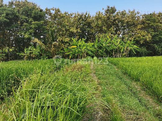 Dijual tanah sawah murah cocok untuk investasi 2