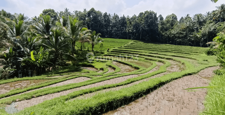 Tanah sawah terasering dan kebun kopi di Tabanan Bali 1