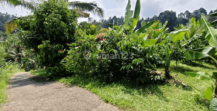 Tanah sawah terasering dan kebun kopi di Tabanan Bali 2