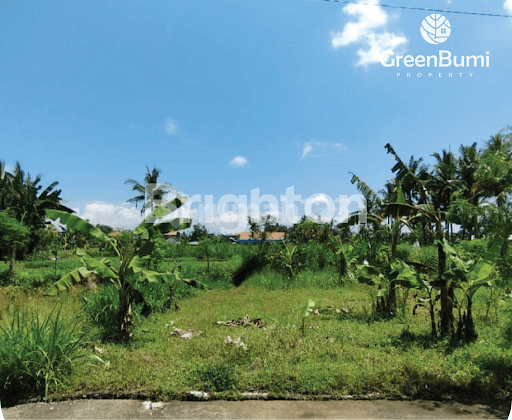 TANAH VIEW SAWAH MURAH DI SABA, GIANYAR, COCOK UNTUK VILLA / RUMAH PRIBADI 1