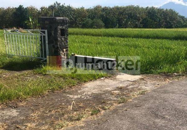 Buc rice fields in Bajra Village. 1