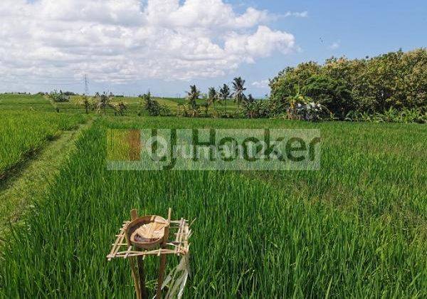 Buc rice fields in Bajra Village. 2