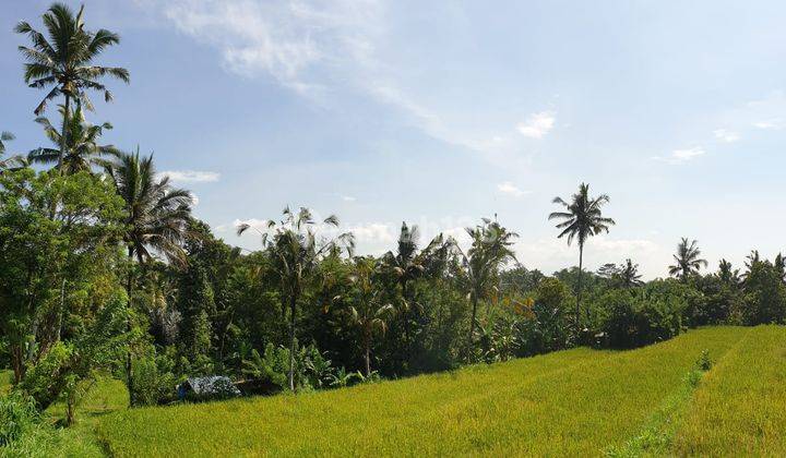 TANAH 7.5 Ha TUKAD AYUNG PETANG BAWAH BADUNG BALI 1