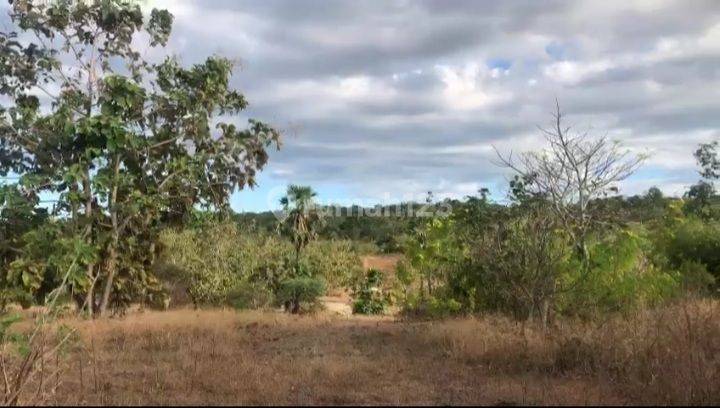 Tanah Jl. Tilong Dam, Kupang Tengah, NTT -T-0110 2