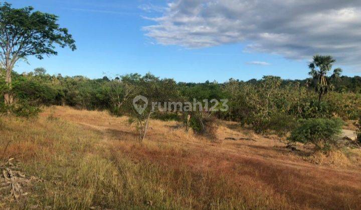 Tanah Jl. Tilong Dam, Kupang Tengah, NTT -T-0110 1