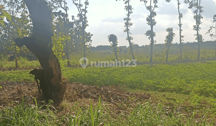 Lahan Industri Miraj di purwodadi Grobogan 2