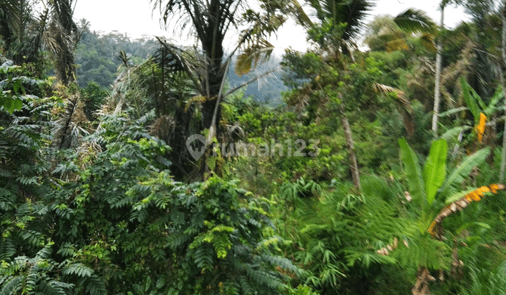 Tanah view jungle dan lembah keren di ubud utara 2