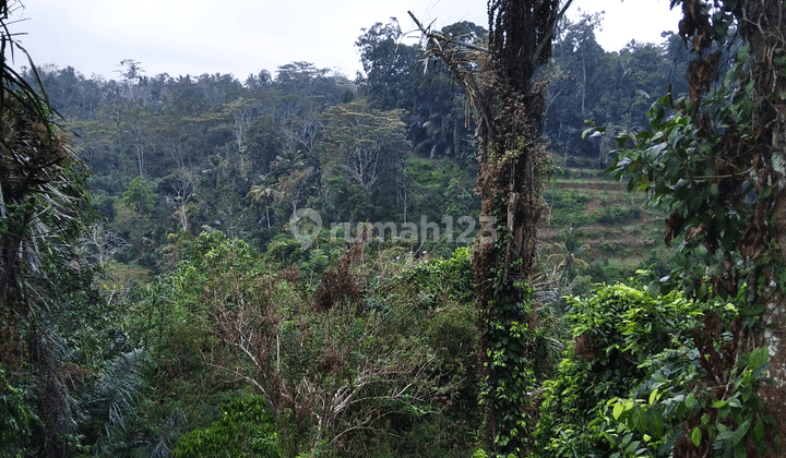 Tanah view jungle dan lembah keren di ubud utara 1