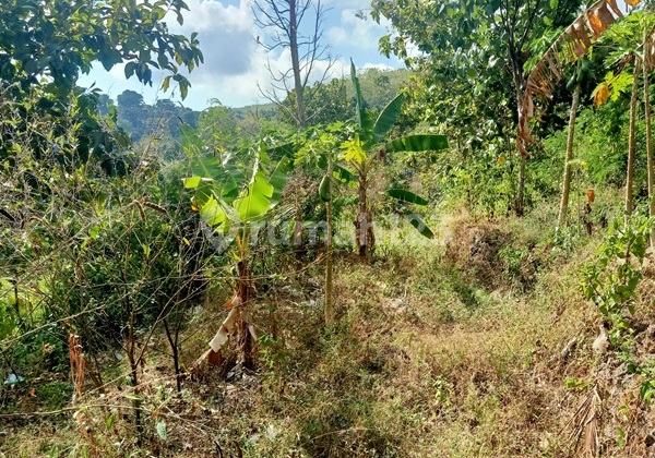 land for lease good sunset view nusa penid