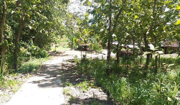 Tanah Kavling Murah Dekat Pondok Pesantren Haromain Sentolo Kulonprogo Jogja 1