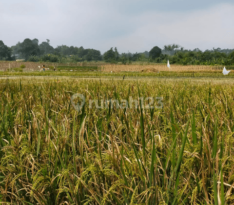 Tanah Bagus cocok utk rumah kebun atau perkebunan Di Bogor Jawa Barat 1