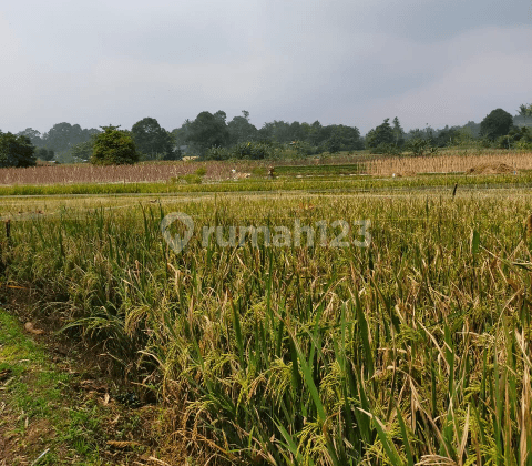 Tanah Bagus cocok utk rumah kebun atau perkebunan Di Bogor Jawa Barat 2