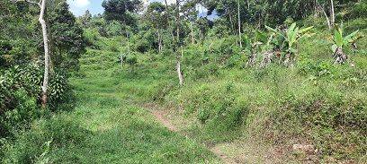 tanah kebun di bogor gunung salak 2