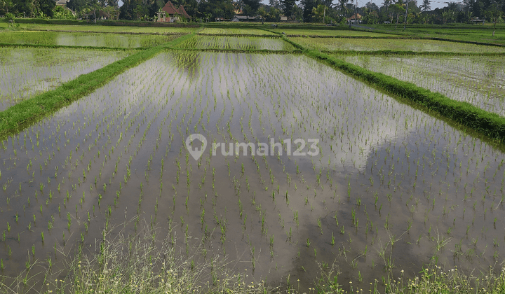 Tanah view sawah cantik pinggir jalan aspal 2