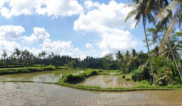 TANAH COCOK UNTUK RESORT DAN HOTEL DI TENGKULAK MAS UBUD 1