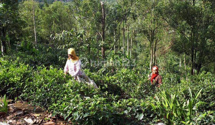 250rb/m2 Investasi 2Ha Bisnis Agrowisata Subang 1