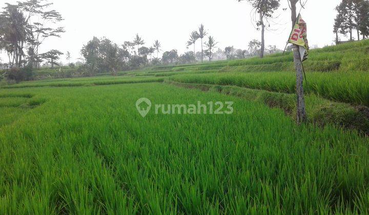 MURAH! CEPAT! NEGO SAMPAI JADI! Tanah Sawah 3rb Meter Lokasi Strategis Warungkondang - Cianjur 2