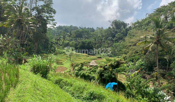 ACTIVE RICE GARDEN LAND FULL VIEW VALLEY AND RIVER IN PENEBEL TABANAN 1