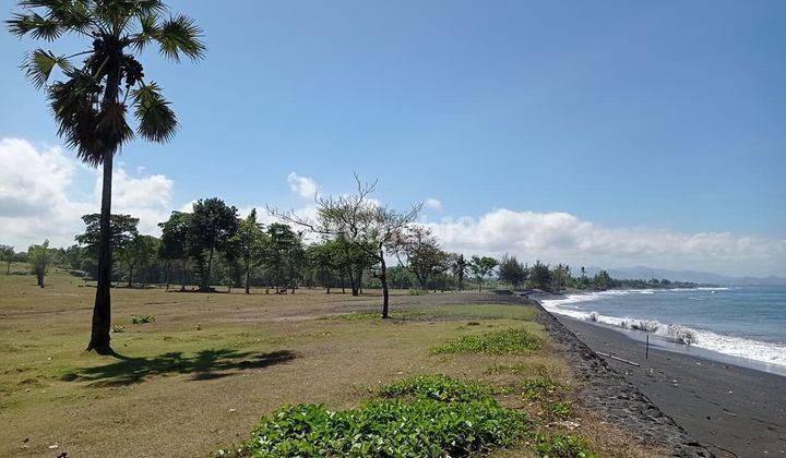 LANGKA! TANAH PREMIUM BEACH FRONT SABA GIANYAR 1