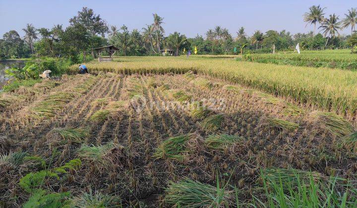 TANAH SAWAH PRODUKTIF MURAH! NEGO SAMPAI JADI! Dekat Pusat Kota, Karang Tengah Cianjur