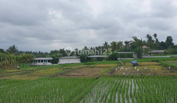 LANGKA! TANAH LOT PANTAI NYANYI FULL VIEW SAWAH DAN RIVER ABADI 1